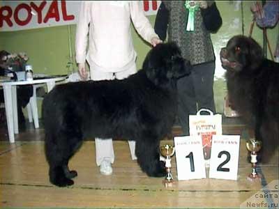 Фото: ньюфаундленд Aqua from Bomberland