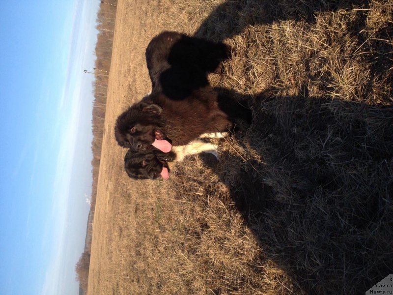 Фото: ньюфаундленд Daanich Vostochnaya Vanil (Даанич Восточная Ваниль)