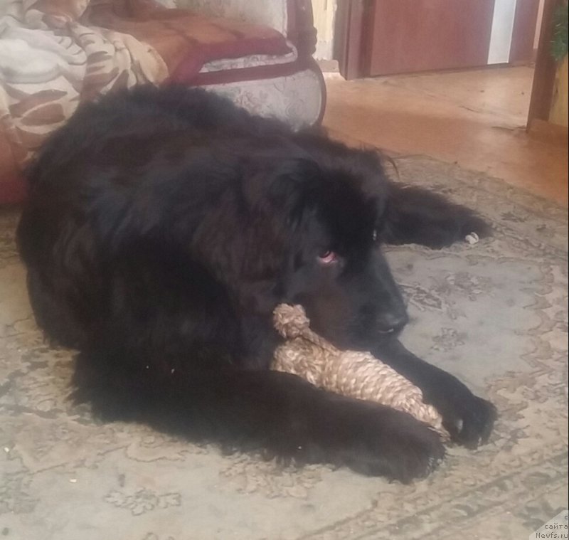 Фото: ньюфаундленд N'yufort Divnaya Diana (Ньюфорт Дивная Диана), ньюфаундленд N'yufort Divnaya Diana (Ньюфорт Дивная Диана)