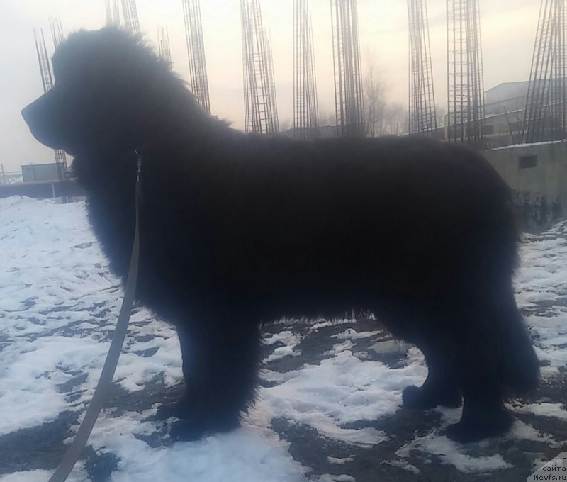 Фото: ньюфаундленд N'yufort Divnaya Diana (Ньюфорт Дивная Диана)