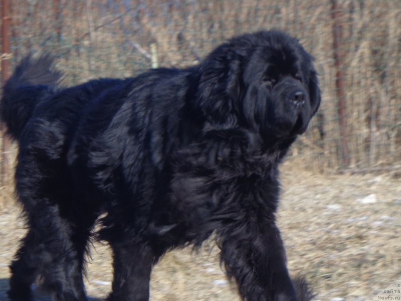 Фото: ньюфаундленд Super Premium Liniel Daylirring (Супер Премиум Линиэль Дайлиррин)