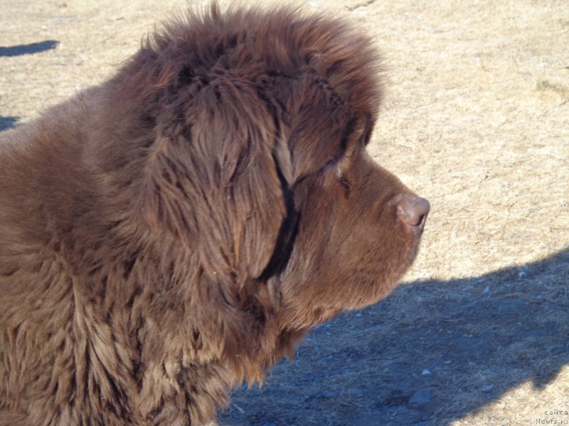 Фото: ньюфаундленд N'yufort YU'Severino (Ньюфорт Ю'Северино)