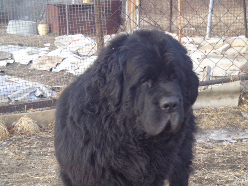 Фото: ньюфаундленд Vito Kacho Ferl (Вито Качо Ферл)