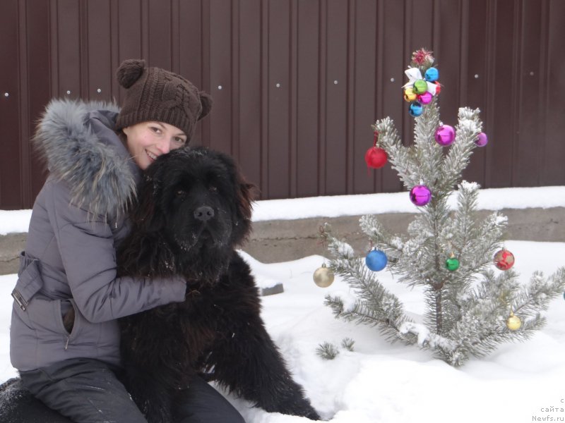 Фото: ньюфаундленд Hit SHeliko Grand CHeroki Blyek (Хит Шелико Гранд Чероки Блэк)