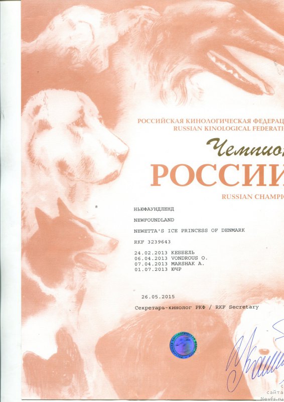 Фото: ньюфаундленд Newettas Ice Princess Of Denmark