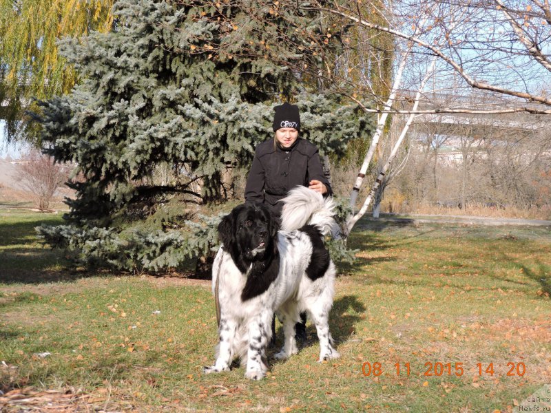 Фото: ньюфаундленд Skazochnaya Kroha SHampan' (Сказочная Кроха Шампань)