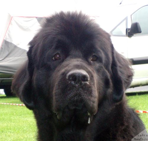 Фото: ньюфаундленд Beguschaya po Volnam Samo Sovershenstvo (Бегущая по Волнам Само Совершенство)