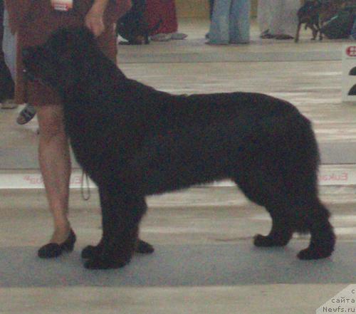 Фото: ньюфаундленд Beguschaya po Volnam Samo Sovershenstvo (Бегущая по Волнам Само Совершенство)