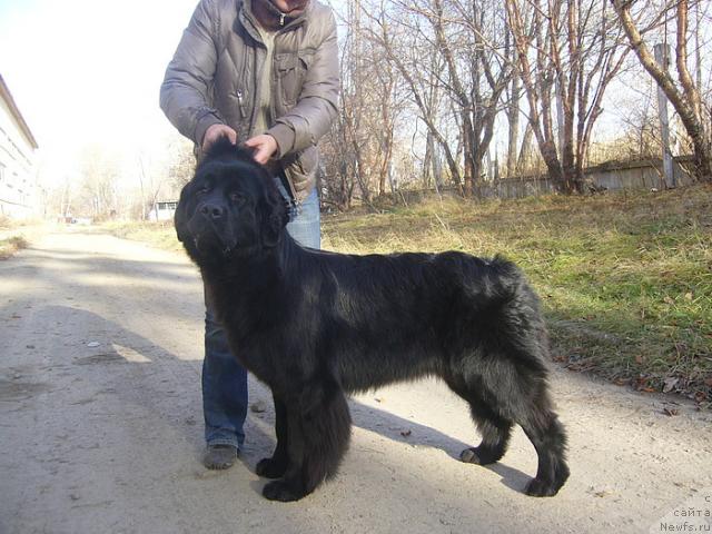 Фото: ньюфаундленд Feliciya (Фелиция)