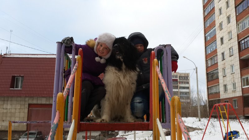 Фото: ньюфаундленд Otrada CHudnaya Moya iz Tihogo Omuta (Отрада Чудная Моя из Тихого Омута)