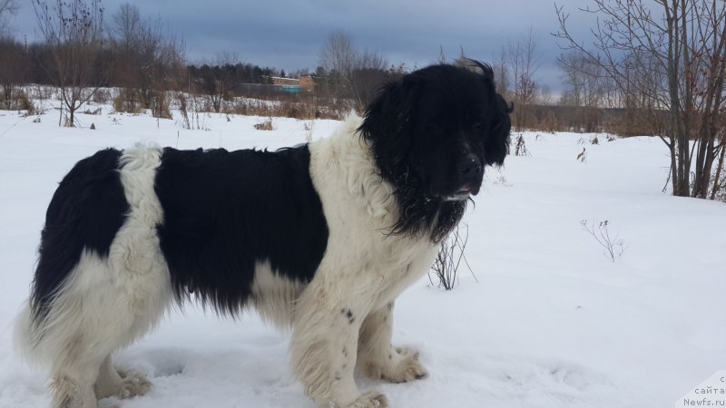 Фото: ньюфаундленд Otrada CHudnaya Moya iz Tihogo Omuta (Отрада Чудная Моя из Тихого Омута)