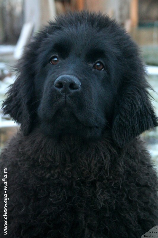 Фото: ньюфаундленд Chernaya Mafia Аngel Among Us (Черная Мафия Ангел Амонг Ус)