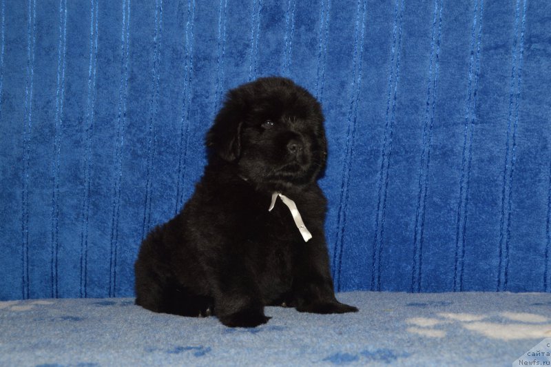 Фото: Смигар Арни Игл