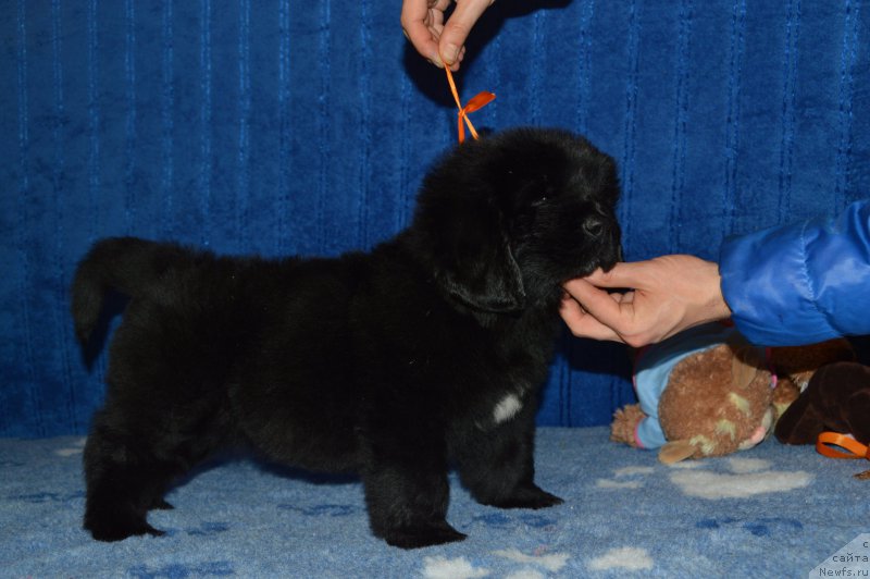 Фото: Смигар Анри Матисс