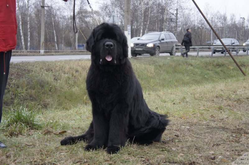 Фото: ньюфаундленд Jonathan Poursmigar iz Volotova
