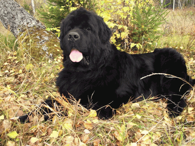 Фото: Шон О Коннори Агент 007