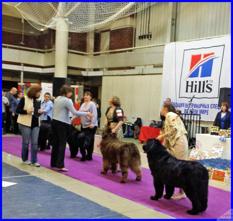 Фото: ньюфаундленд Brownblood MSK Hakim Gold Haydar (Браунблад МСК Хаким Голд Хайдар), Светлана Минина, эксперт Коротаева С.Э.