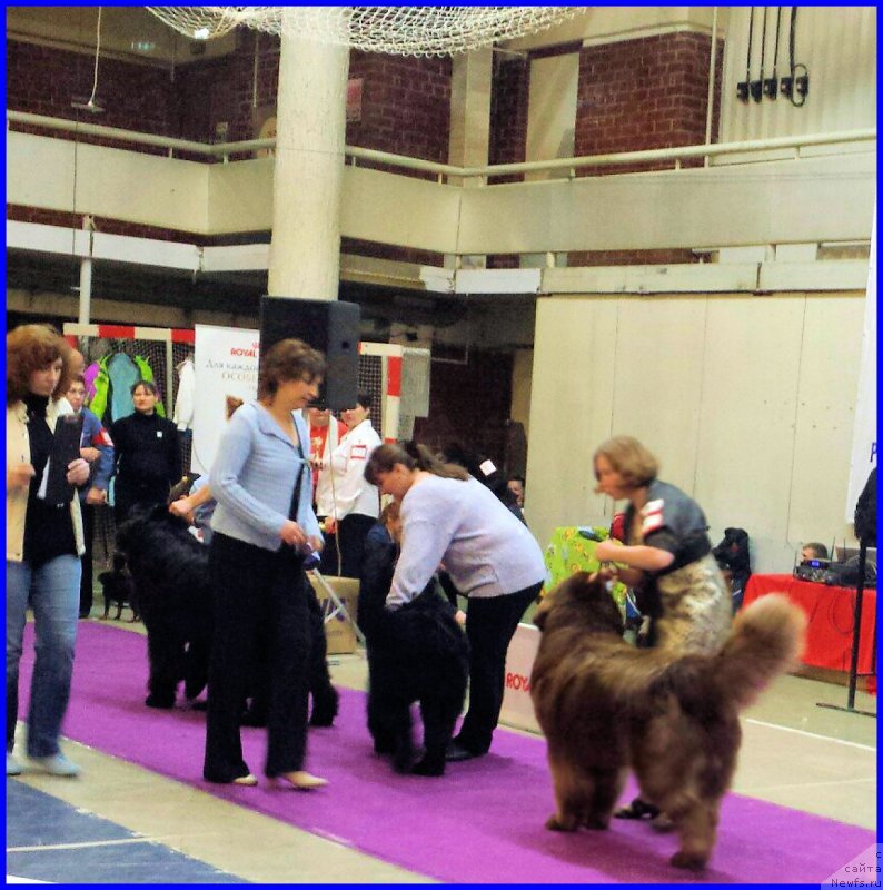 Фото: ньюфаундленд Brownblood MSK Hakim Gold Haydar (Браунблад МСК Хаким Голд Хайдар), Светлана Минина, эксперт Коротаева С.Э.