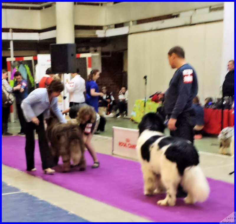 Фото: ньюфаундленд Brownblood MSK Hakim Gold Haydar (Браунблад МСК Хаким Голд Хайдар), Светлана Минина, эксперт Коротаева С.Э.