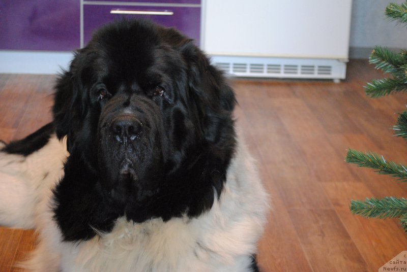 Фотография № 197861