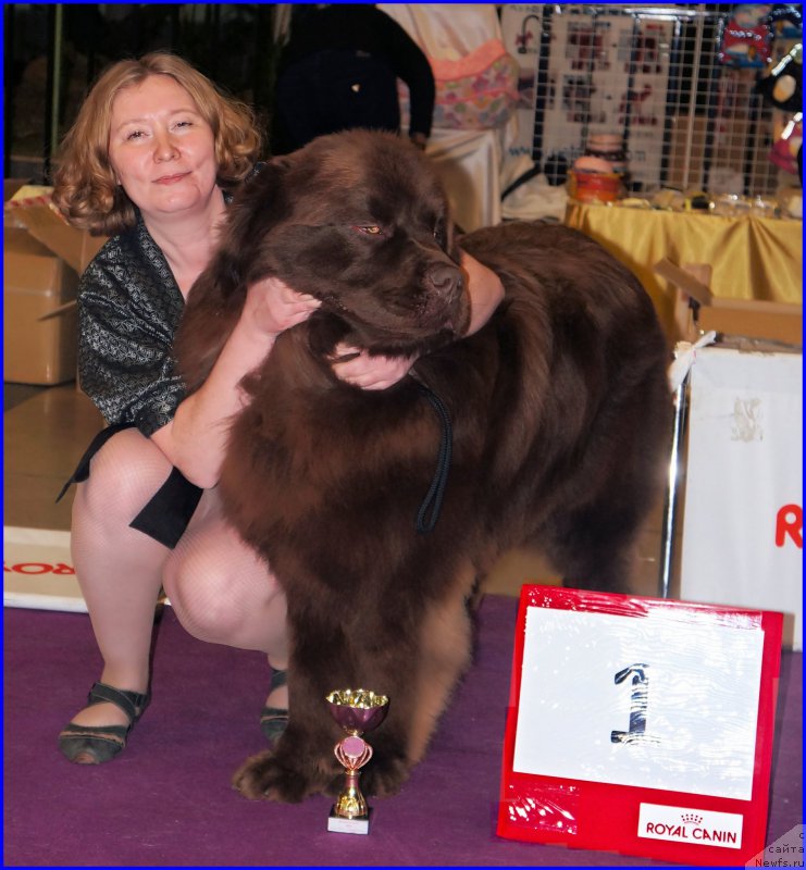 Фото: ньюфаундленд Brownblood MSK Hakim Gold Haydar (Браунблад МСК Хаким Голд Хайдар), Светлана Минаева