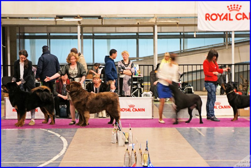 Фото: ньюфаундленд Brownblood MSK Hakim Gold Haydar (Браунблад МСК Хаким Голд Хайдар), Светлана Минаева