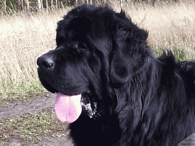 Фото: Шон О Коннори Агент 007