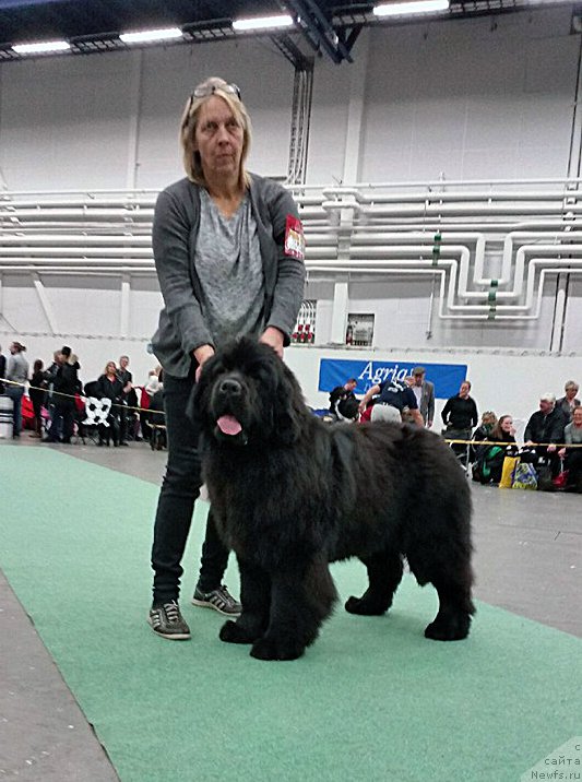 Фото: ньюфаундленд Beguschaya po Volnam Bask tu ze Future (Бегущая по Волнам Баск ту зе Футуре)