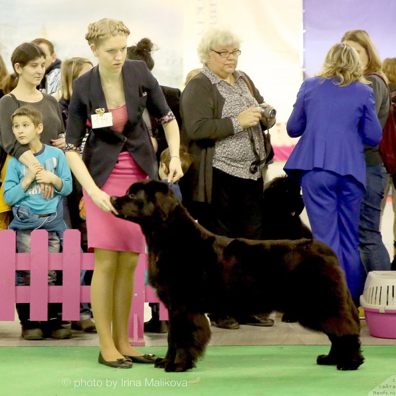 Фото: ньюфаундленд Beguschaya po Volnam Bravo Bravissimo (Бегущая по Волнам Браво Брависсимо)