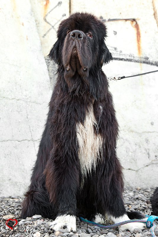 Фото: ньюфаундленд Piternyuf Omnia Vincet Amor (Питерньюф Омниа Винсет Амор)