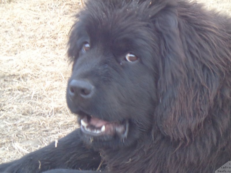 Фото: ньюфаундленд Super Premium Uolt Disneu (Супер Премиум Уолт Диснеу)