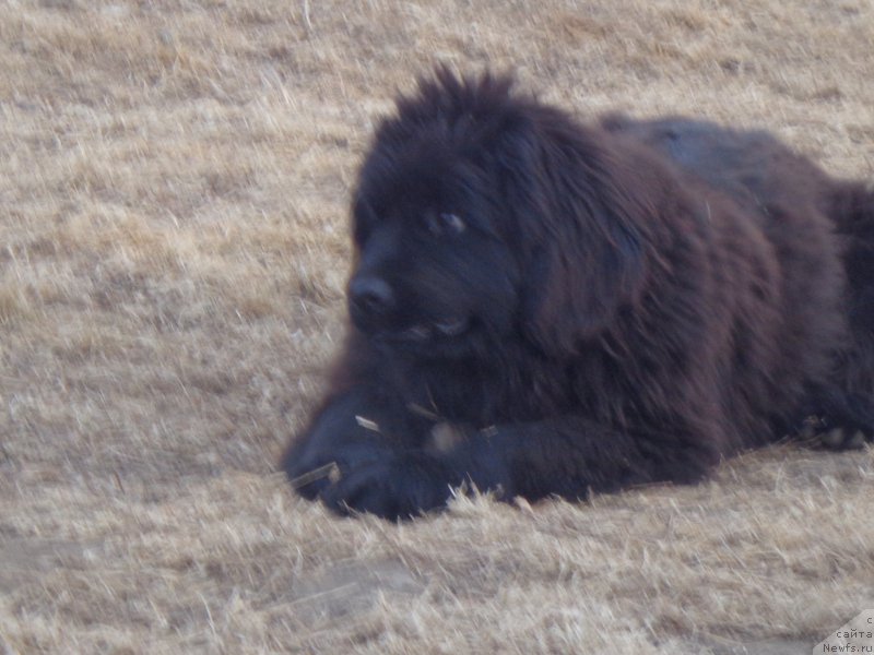 Фото: ньюфаундленд Super Premium Uolt Disneu (Супер Премиум Уолт Диснеу)