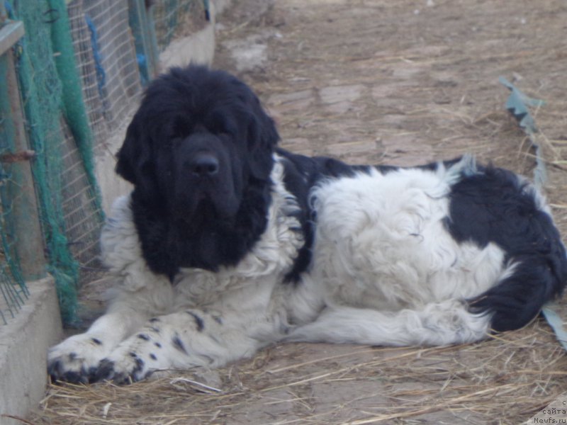 Фото: ньюфаундленд Super Premium Litoniel Vallaninor (Супер Премиум Литониэль Валланинор)