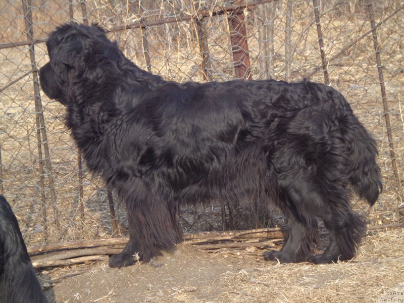 Фото: ньюфаундленд Super Premium Nemessis (Супер Премиум Немессис)