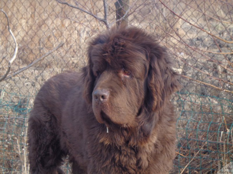 Фото: ньюфаундленд N'yufort YU'Severino (Ньюфорт Ю'Северино)