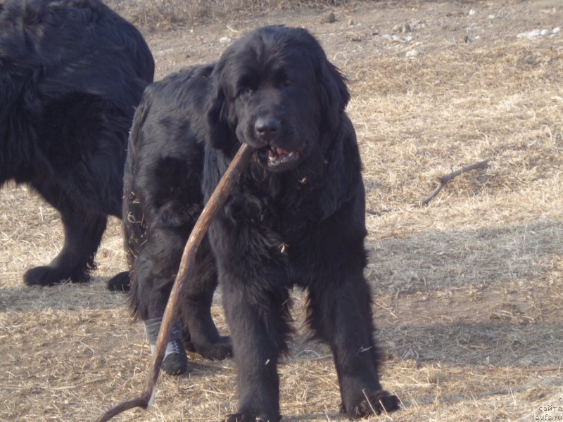 Фото: ньюфаундленд Viktorius Smayl (Викториус Смайл)