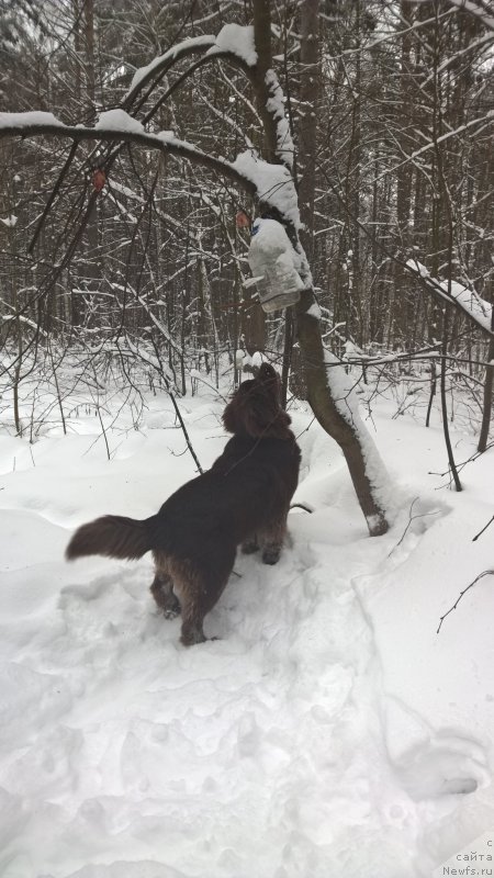 Фото: ньюфаундленд Brownblood MSK Zhanara Haya (Браунблад МСК Жанара Хайя)