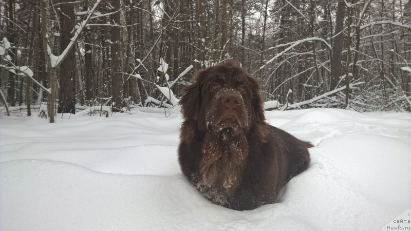 Фото: ньюфаундленд Brownblood MSK Zhanara Haya (Браунблад МСК Жанара Хайя)