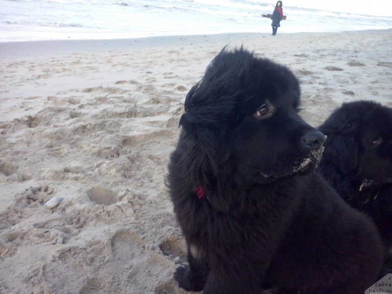Фото: ньюфаундленд Super Premium Bumer (Супер Премиум Бумер), ньюфаундленд Super Premium Free Wind (Супер Премиум Фри Винд)