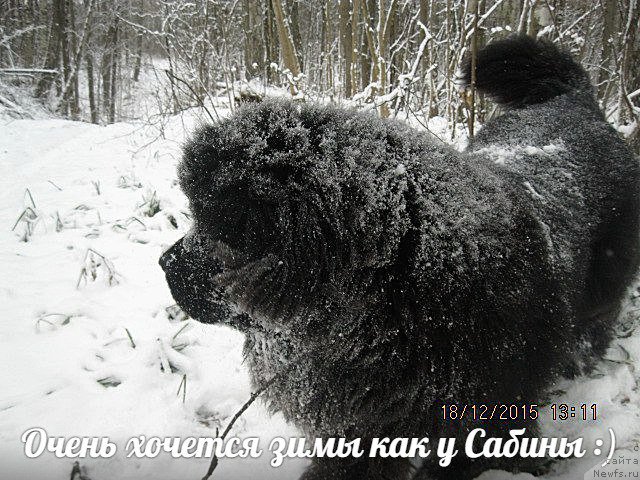 Фотография № 197935