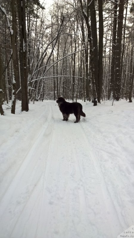 Фото: ньюфаундленд Brownblood MSK Zhanara Haya (Браунблад МСК Жанара Хайя)