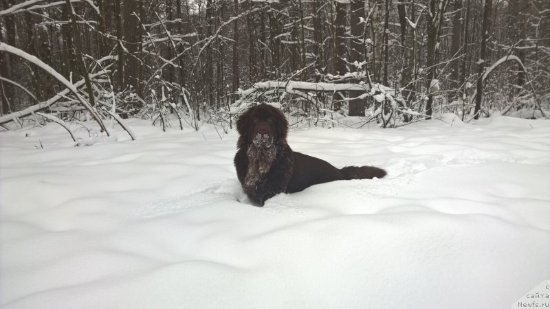 Фото: ньюфаундленд Brownblood MSK Zhanara Haya (Браунблад МСК Жанара Хайя)