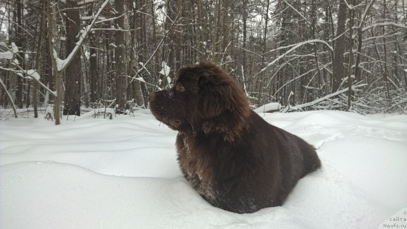 Фото: ньюфаундленд Brownblood MSK Zhanara Haya (Браунблад МСК Жанара Хайя)