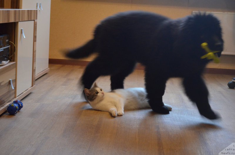Фото: ньюфаундленд CHernyiy Balu Zahar (Черный Балу Захар), Кошка:Няша