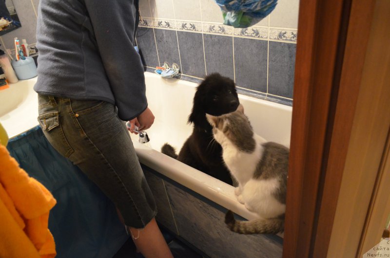 Фото: ньюфаундленд CHernyiy Balu Zahar (Черный Балу Захар), Кошка:Няша