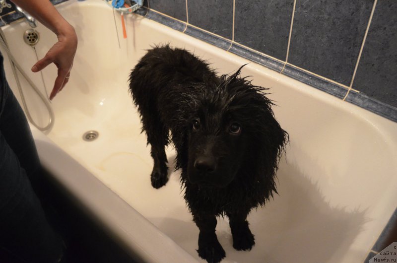 Фото: ньюфаундленд CHernyiy Balu Zahar (Черный Балу Захар)