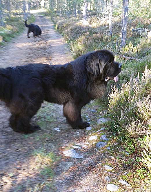 Фото: Бегущая по волнам Фузион Дансе (Fusion Dance)