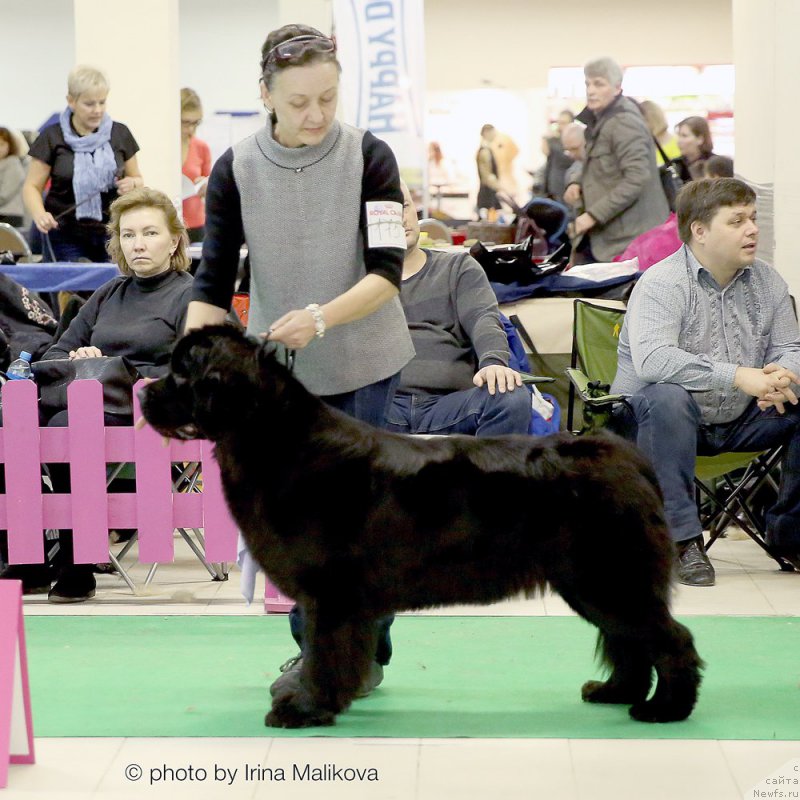 Фото: ньюфаундленд Beguschaya po Volnam Fifth Element (Бегущая по Волнам Фифтх Елемент)
