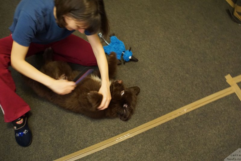 Фото: Aleksandr Petrov-Savchenko (Александр Петров-Савченко), ньюфаундленд Funnewf Akvilon (Фанньюф Аквилон)