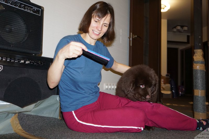 Фото: ньюфаундленд Funnewf Akvilon (Фанньюф Аквилон), Aleksandr Petrov-Savchenko (Александр Петров-Савченко)